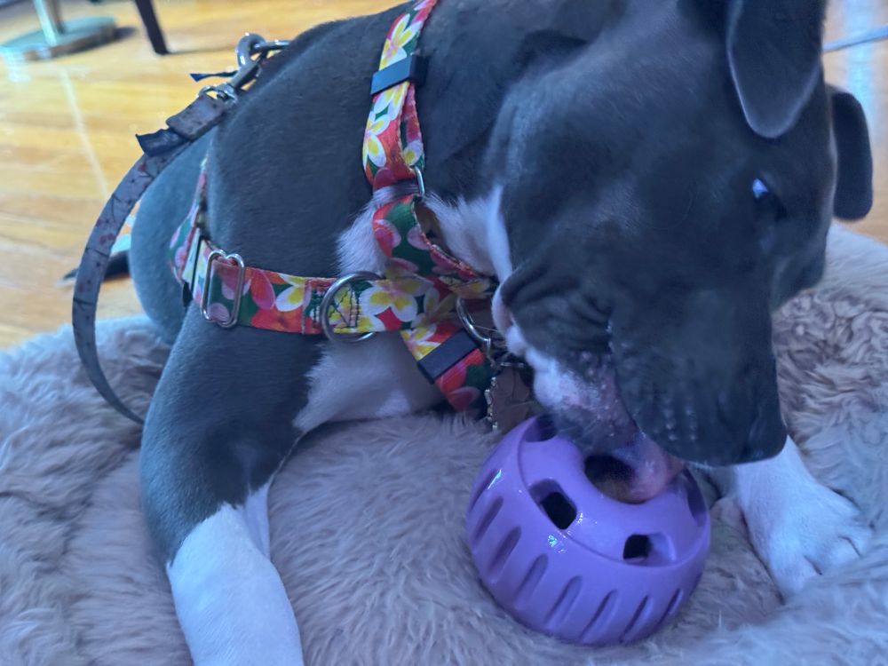 Blue nose pibble puppy (aka The Hippogator) with cute white socks licking her purple pupsicle slow treat feeder