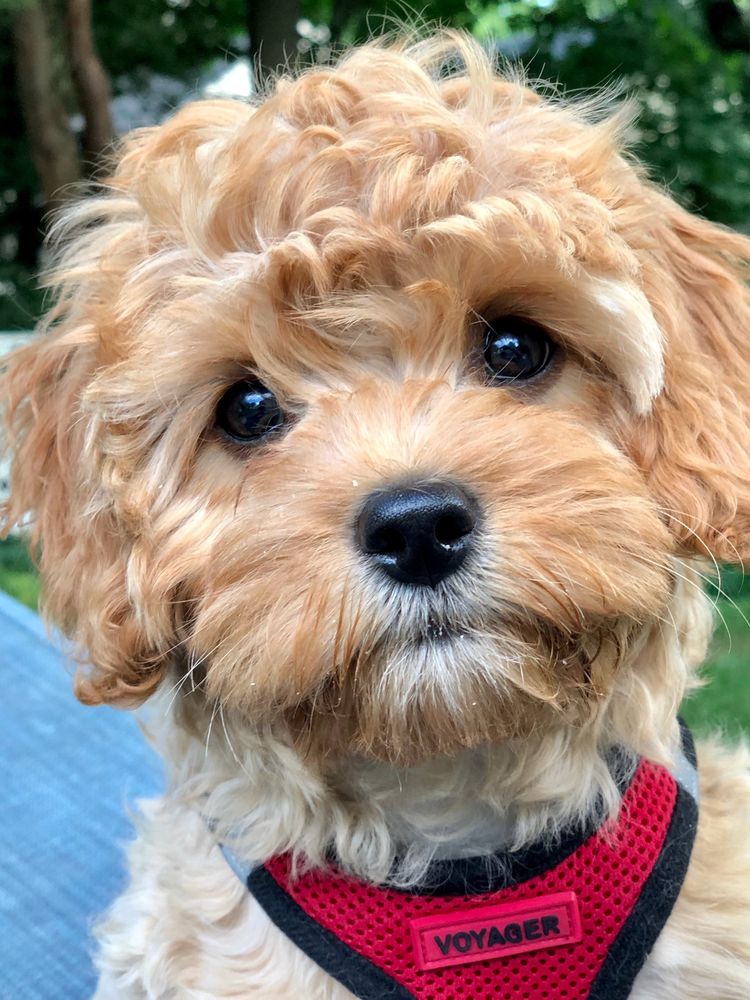 A Cavapoo looking cute at the camera.
