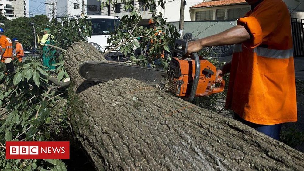 Apagão em São Paulo: árvores não são vilãs, é Prefeitura que faz 'poda mutiladora', diz botânico - BBC News Brasil