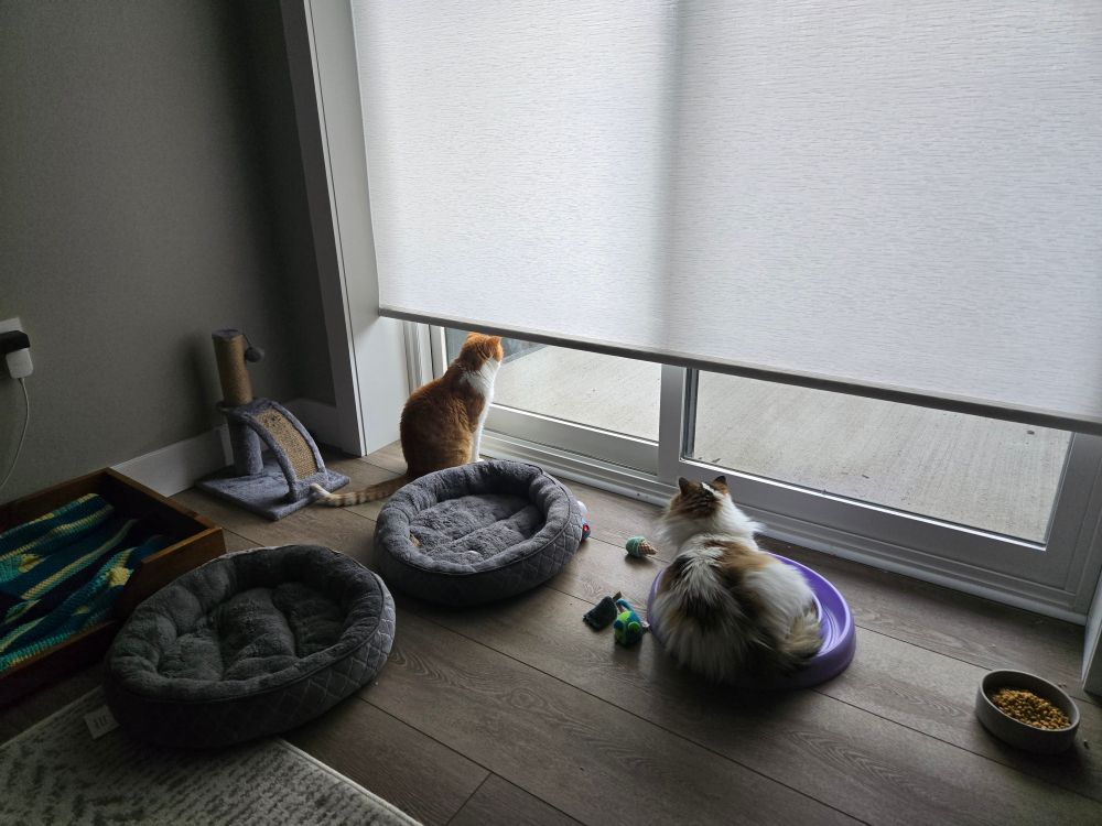 Both of my cats watching Saturday through a window.