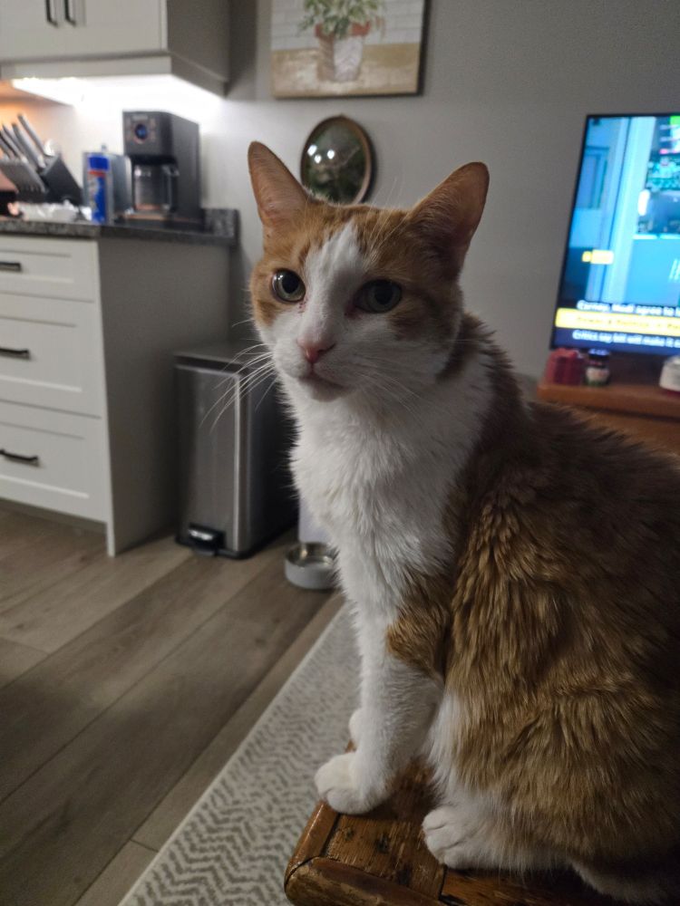 My orange and white cat looking for more to eat. Surely you have more food 