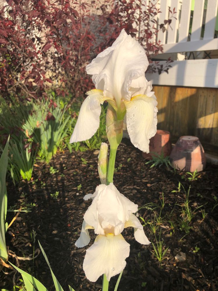Huge white bearded iris flowers in the early morning sun