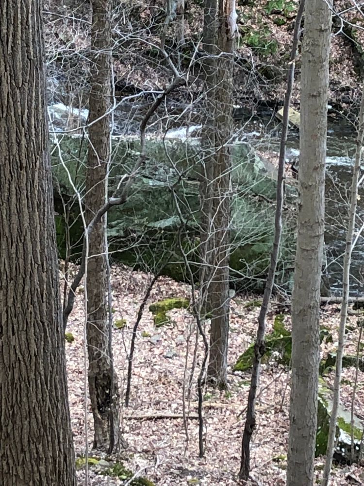 Jade green moss covering a boulder above a rushing river in Cuyahoga Valley National Park