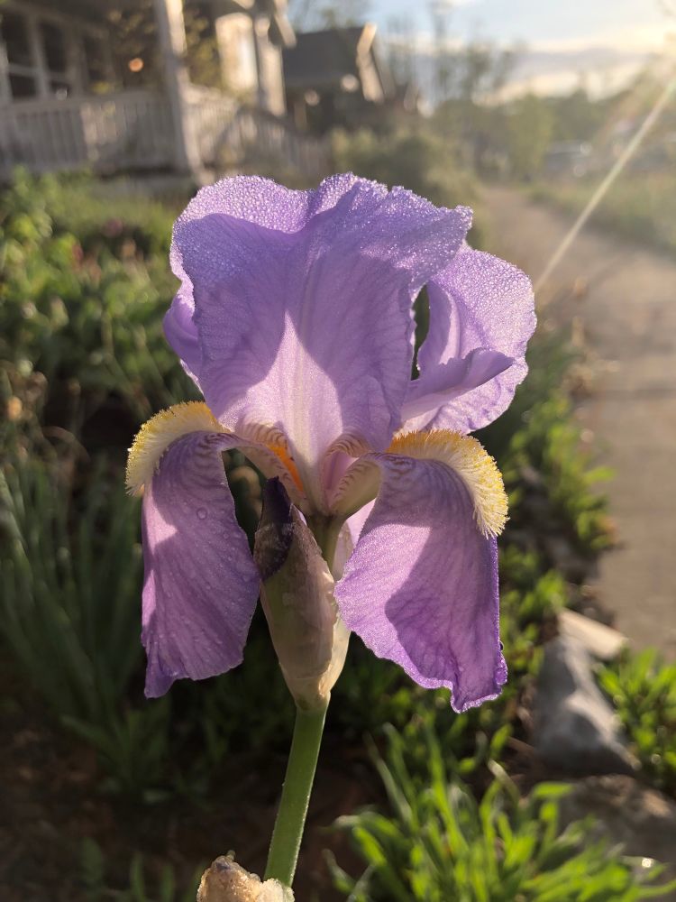 Small light purple iris flower with a light yellow throat