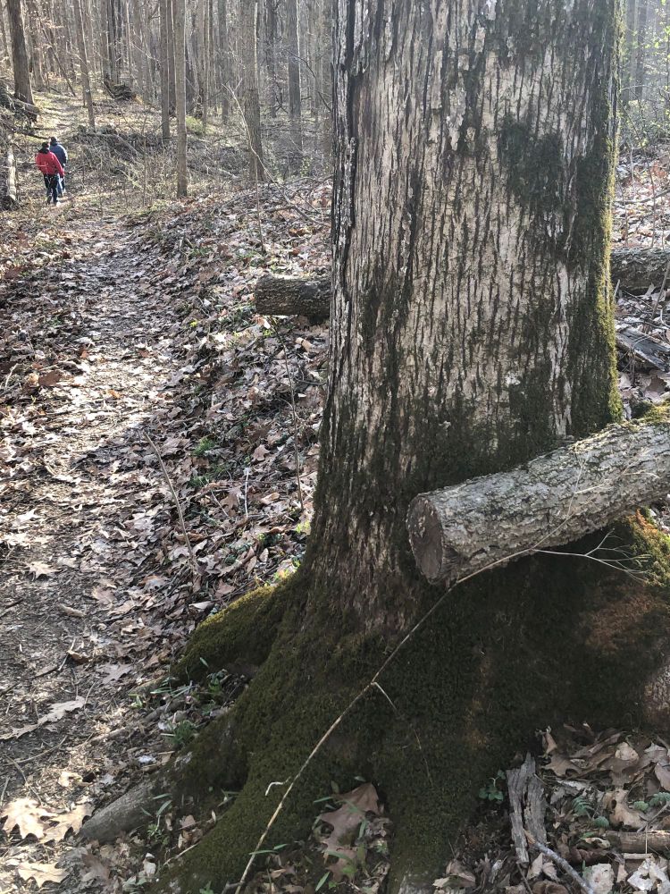 Mossy tree next to a forest trail, tall men in the distance with red and blue coats.