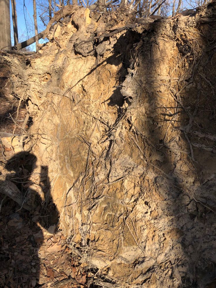 Muddy bottom of tree roots torn up by tornado winds, my shadow taking the photo with my phone.