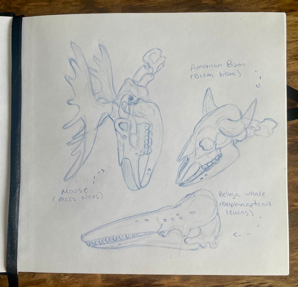 Natural History Museum Mammal Skull Studies made with Indigo Blue Prismacolor Pencil. 

Top Left: Moose (Aces aces)

Top Right: American Bison (Bison bison) 

Bottom: Beluga Whale (Delphinapterus leucas)
