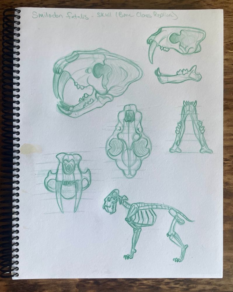 Studies of a sabertooth cat (Smilodon fatalis) skull and skeleton. 

Top Left: 
3/4 view of skull

Top Right: 
Side View of Skull (Broken into two parts) 

Middle Left: 
Skull Front View

Middle Middle:
Skull Top View 

Middle Right: 
Top View of Skull Mandible 

Bottom:
Skeleton

