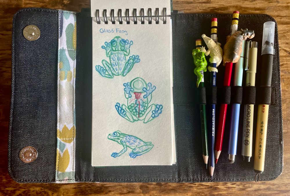 Glass Frog Sketches

Top: 
Overhead view

Middle: 
Underside view showing organs and eggs through translucent skin.

Bottom:
Side View 