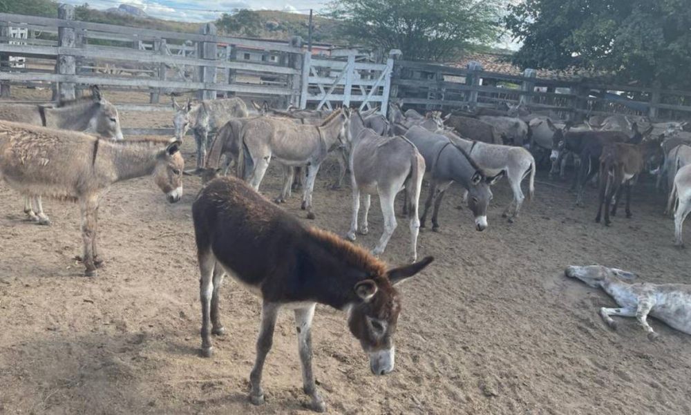 Exportados para a China, jumentos estão ameaçados de extinção no Brasil