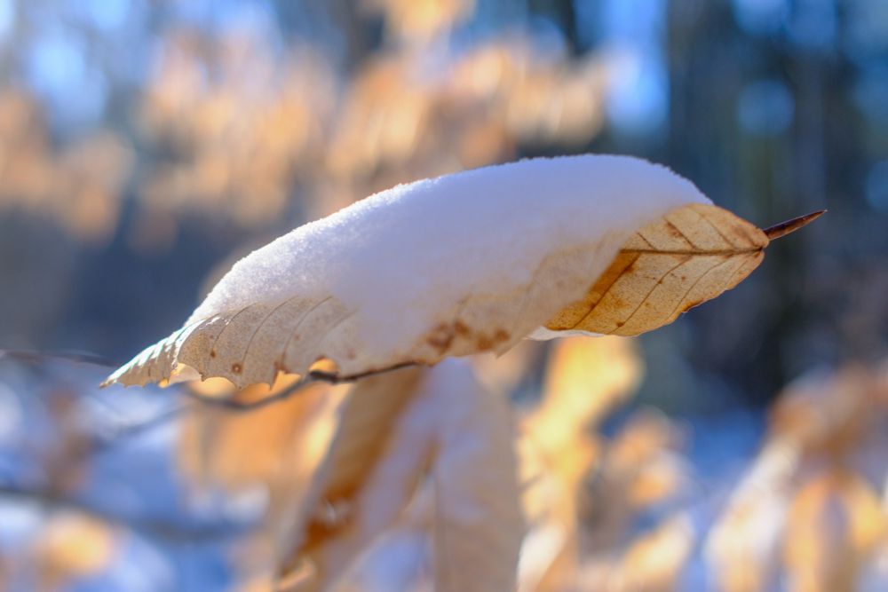 Light brown snow covered leaf with out of focus leaves and woods in the background.