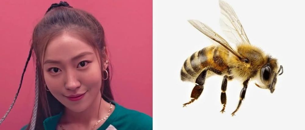 The left is Song Ji-woo from Squid Games Season 2 and the right is a bee