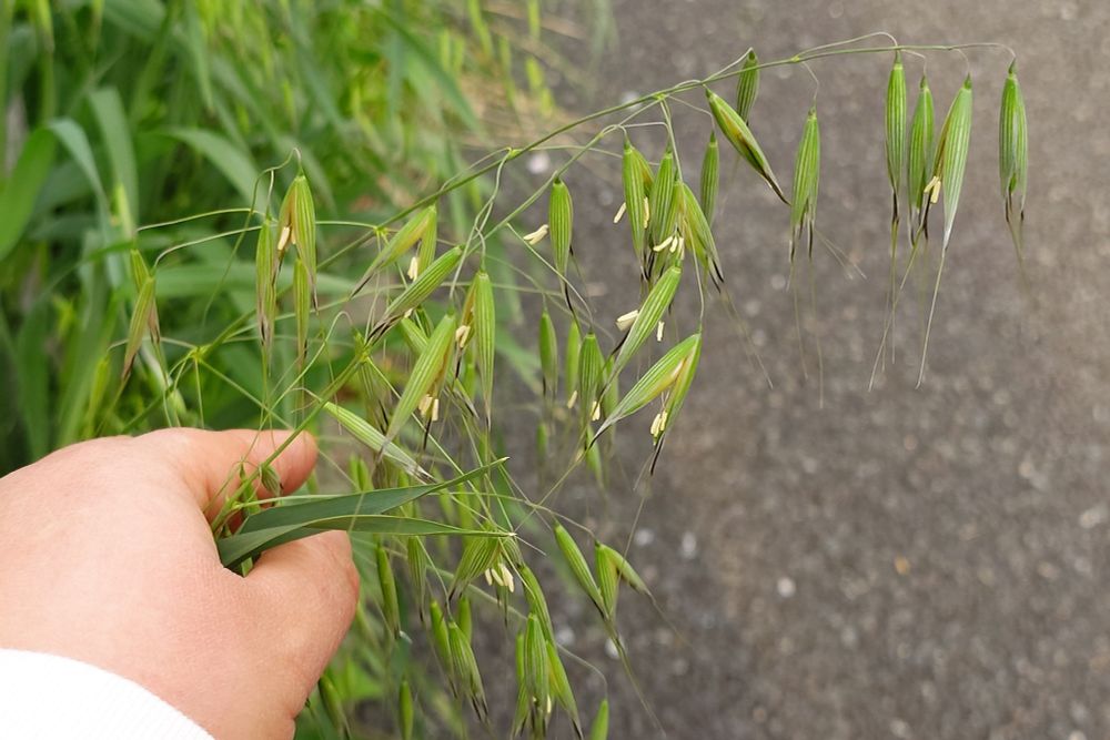 カラスムギの花