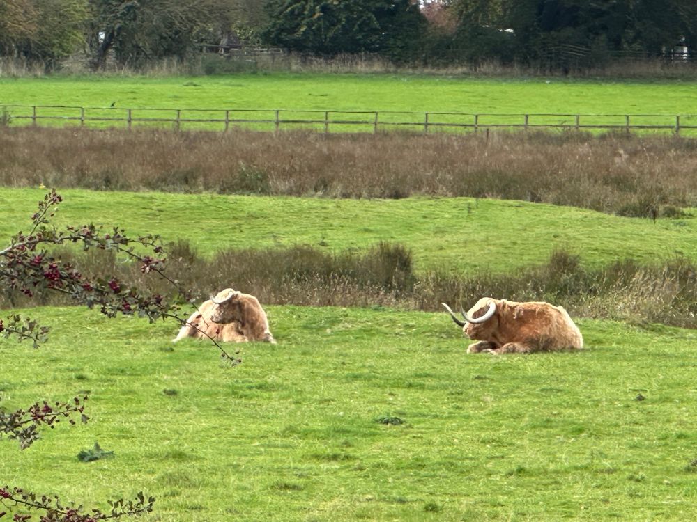 Two highland cattle lying down in a flat field with a wooden rail fence behind them 