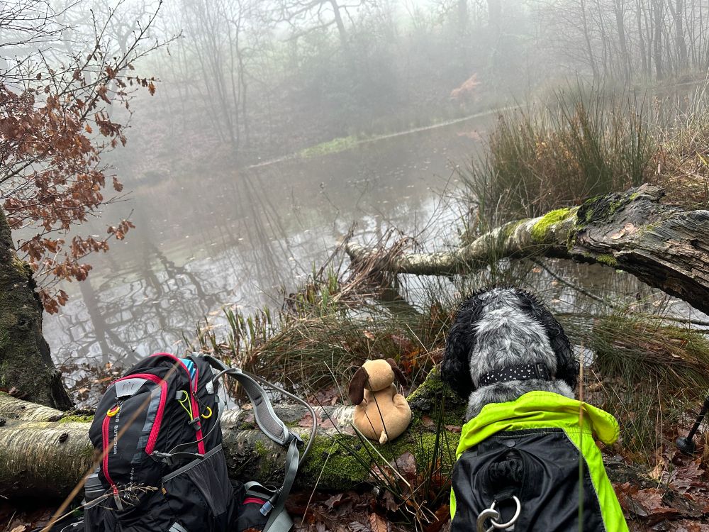 A misty woodland scene looking out over a lake, on the near bank a black rucksack with red piping, a small toy dog and a cocker spaniel in a yellow and black coat look out over the water 