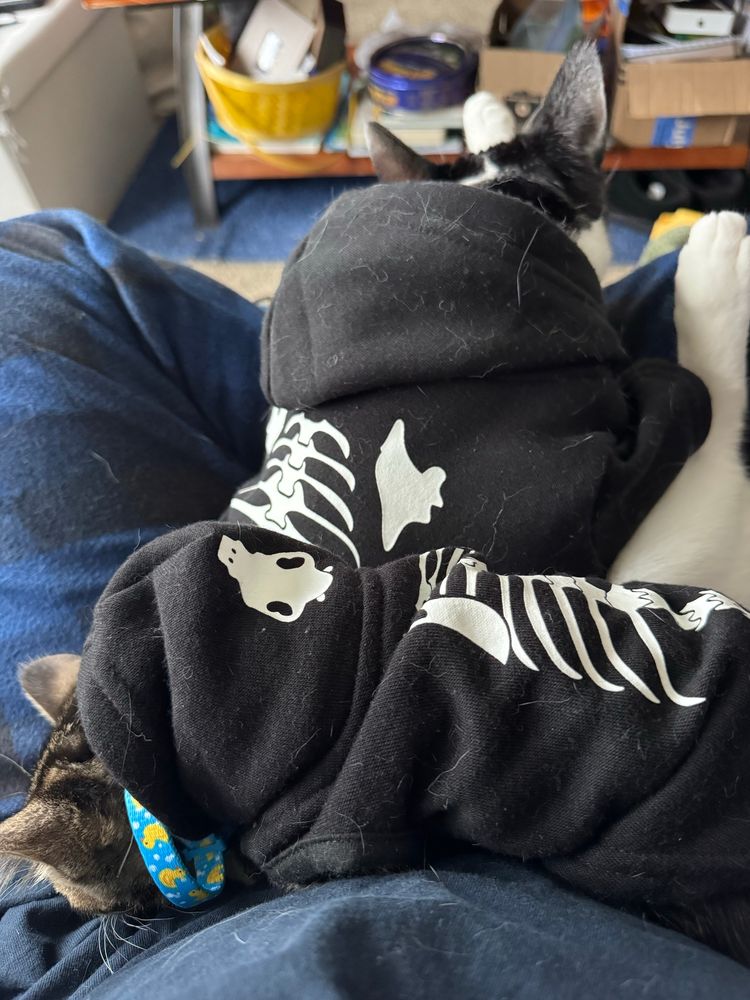 An adult cat (black and white) and a kitten (brown and black tiger stripes) are curled up and cuddling in the lap of someone wearing blue and black plaid fleece pajama pants. The cats are wearing matching black hoodies with a skeleton pattern on the back and the kitten is using the cat's butt as a pillow. The kitten has a blue and yellow rubber duck patterned collar on that is slightly too big.