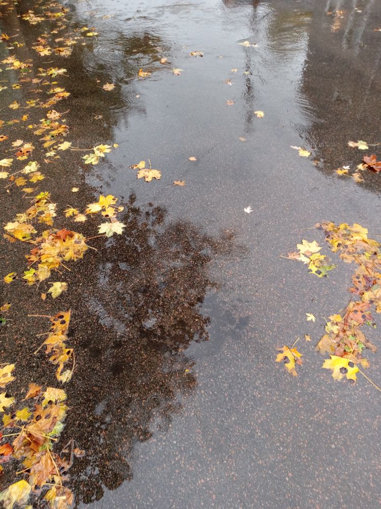 rain in the street with leaves and heartache that just continued despite everything. we're looking for reality.