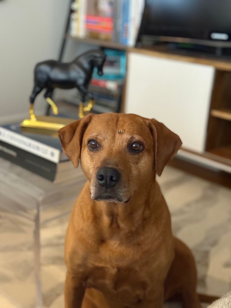 A brown dog sitting and looking attentive on a rug