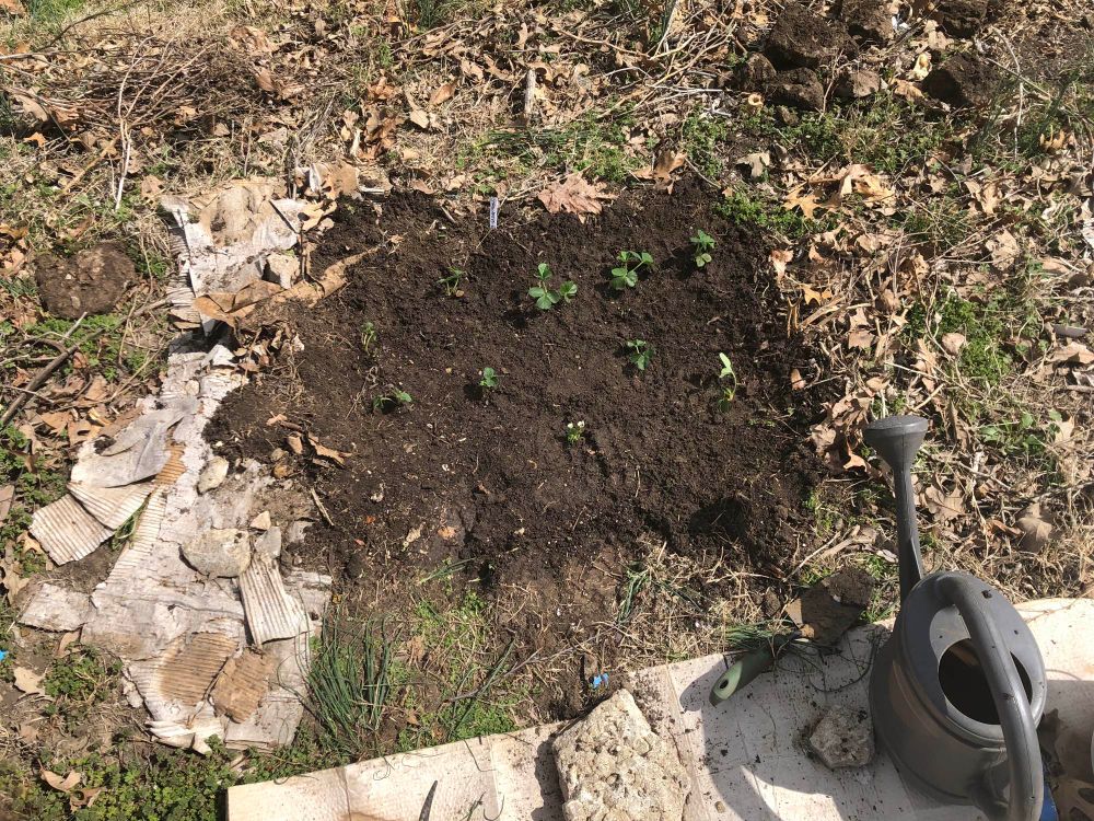 Strawberry patch planted! 