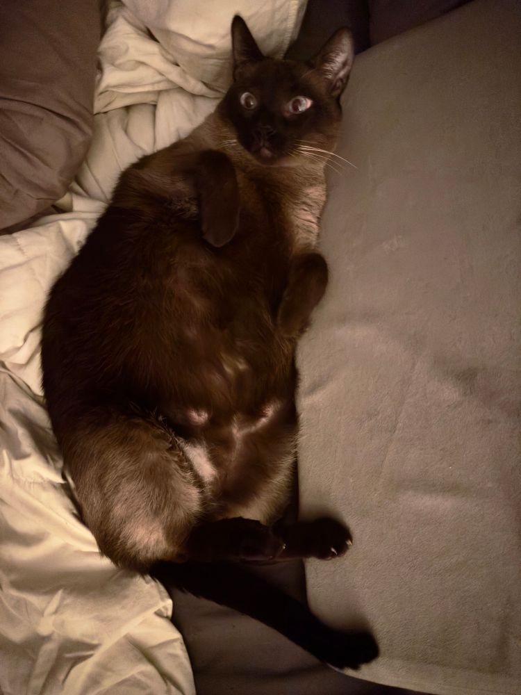 A seal point Siamese cat laying on her back exposing her belly