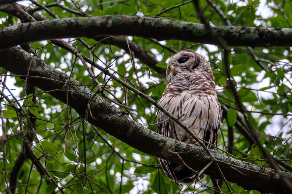 owl