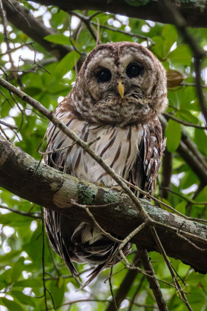 owl
