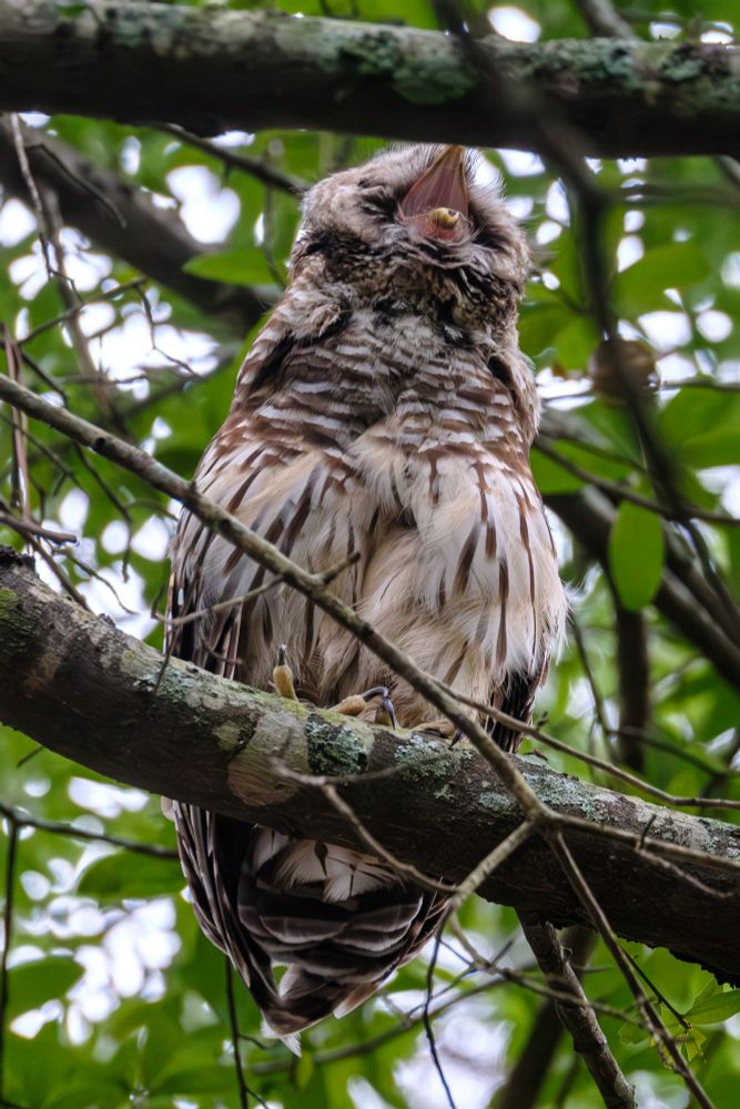 funny owl