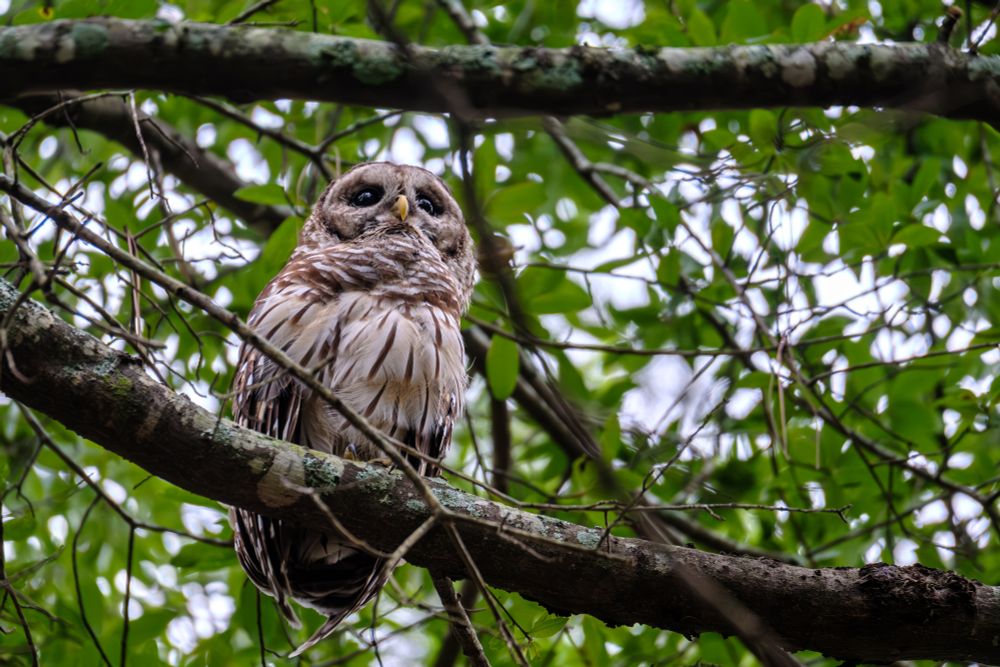owl
