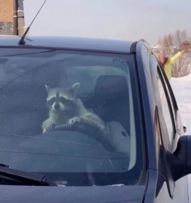 raccoon driving away with my car!