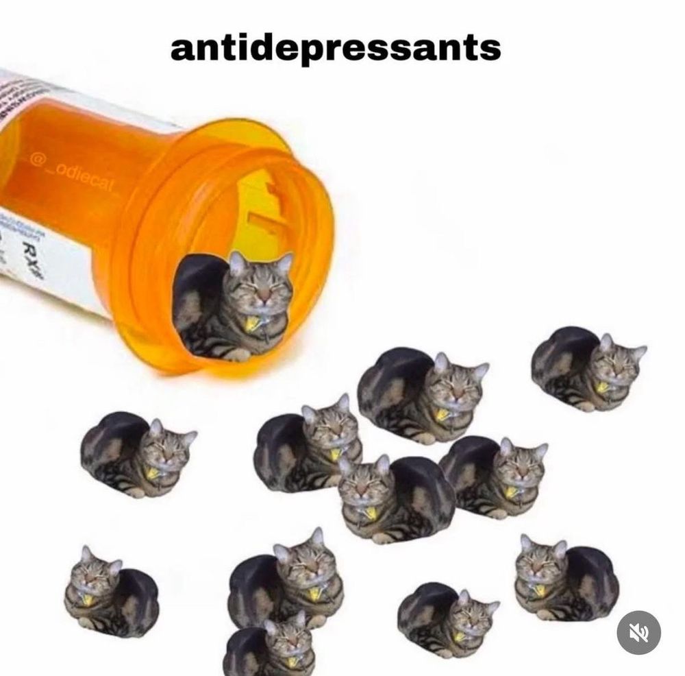pill bottle tipped over with little cats spilling out and the caption antidepressants