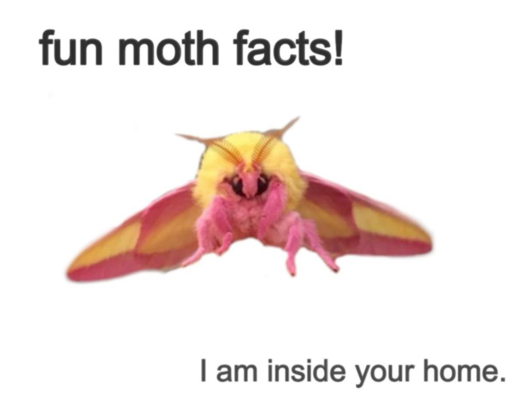 fun moth facts!
I am inside your home.