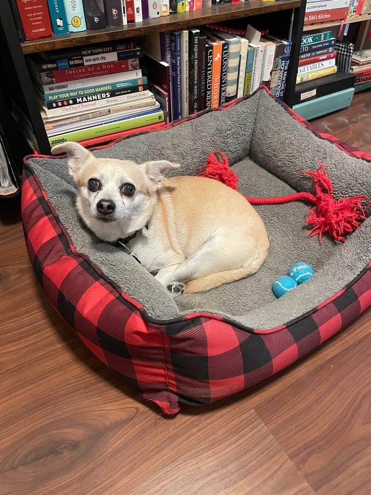 A little dog is curled up in his plaid dog bed. He looks at the camera. Beside him are two blue tennis balls and a red rope toy.
