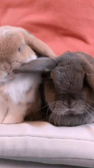 two rabbits are laying on a couch with their ears spread out .