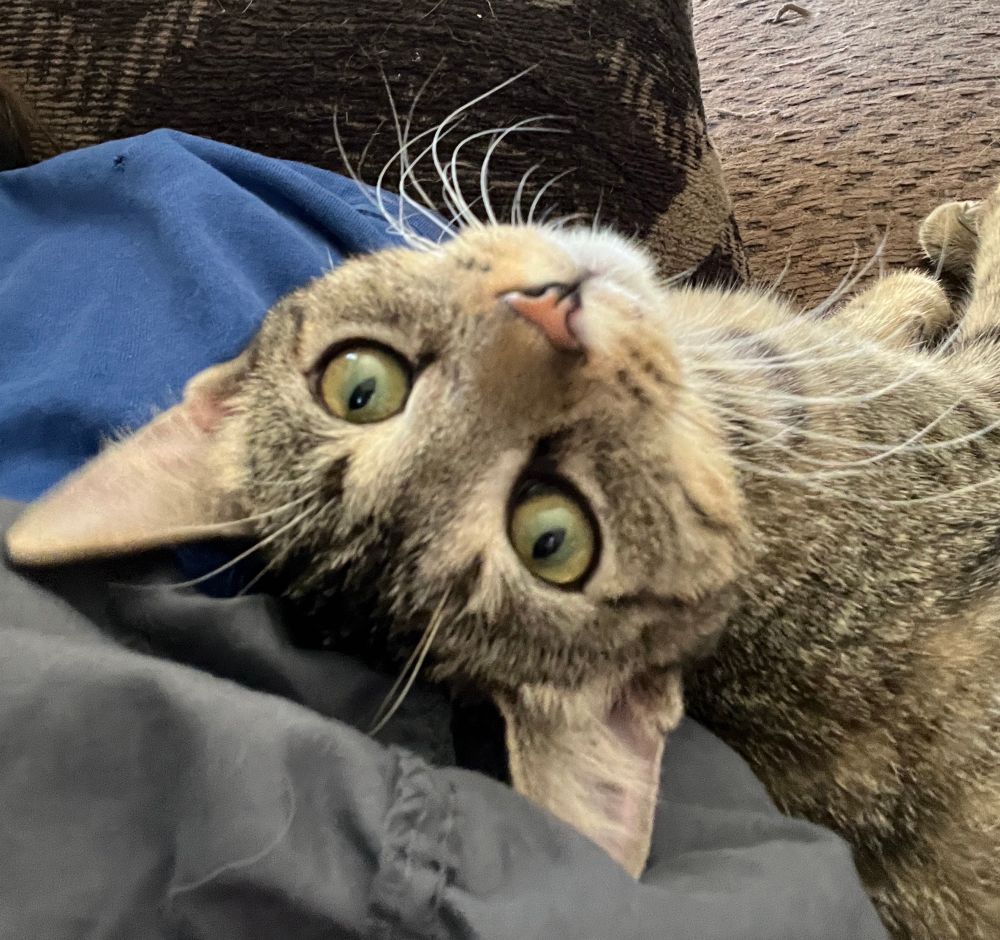 Torti-tabby female young cat laying down looking up at the camera.