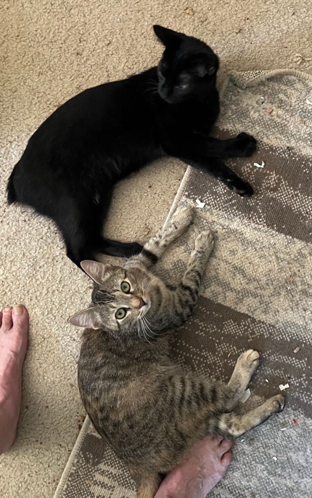 One black male kitten with bobtail and one torti-tabby female kitten laying next to each other.