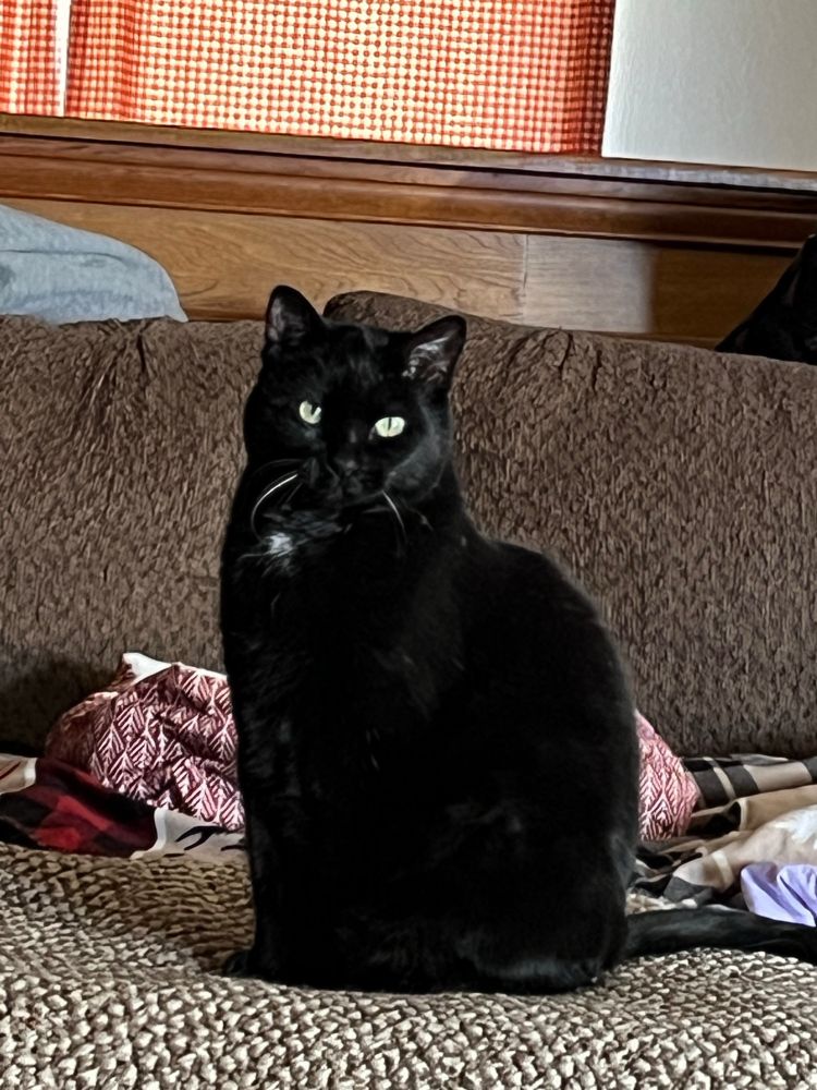 Black female cat with white spot on her chest.