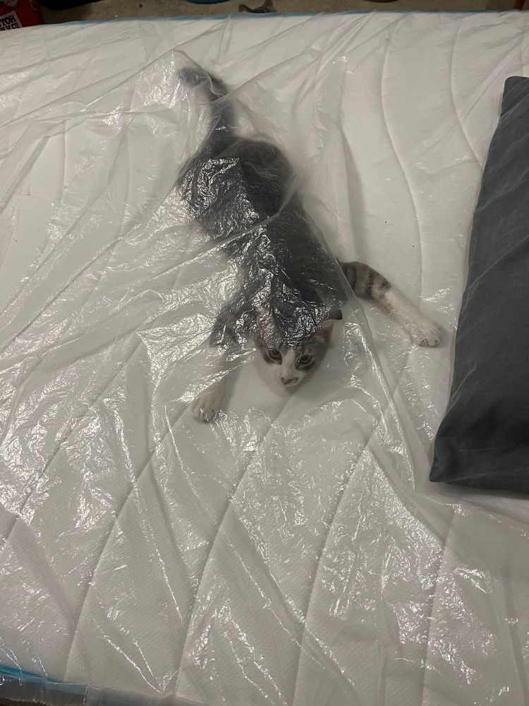 Gray & White male kitten inside mattress plastic cover.
