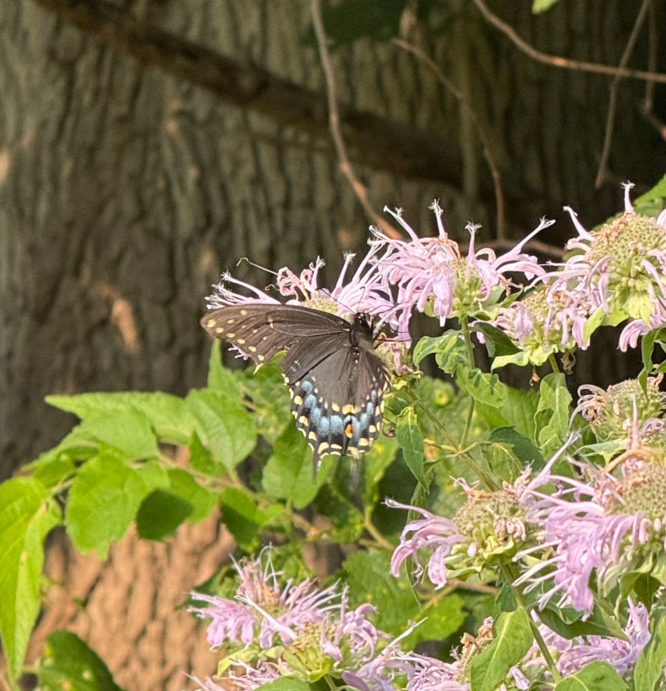 A large butterfly whose wings are mostly black with blue dots at the bottom and yellow dots on the edges, stands on a bee balm flower, which is a light purple flower.