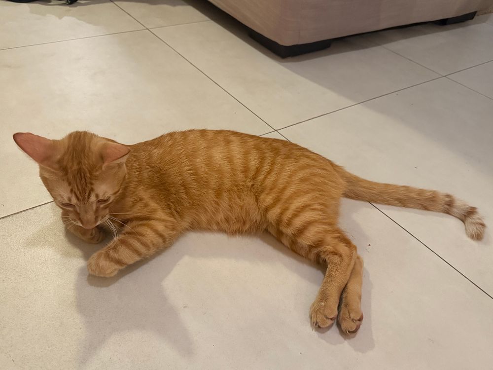 A very cute striped orange cut lies on a white tile floor 