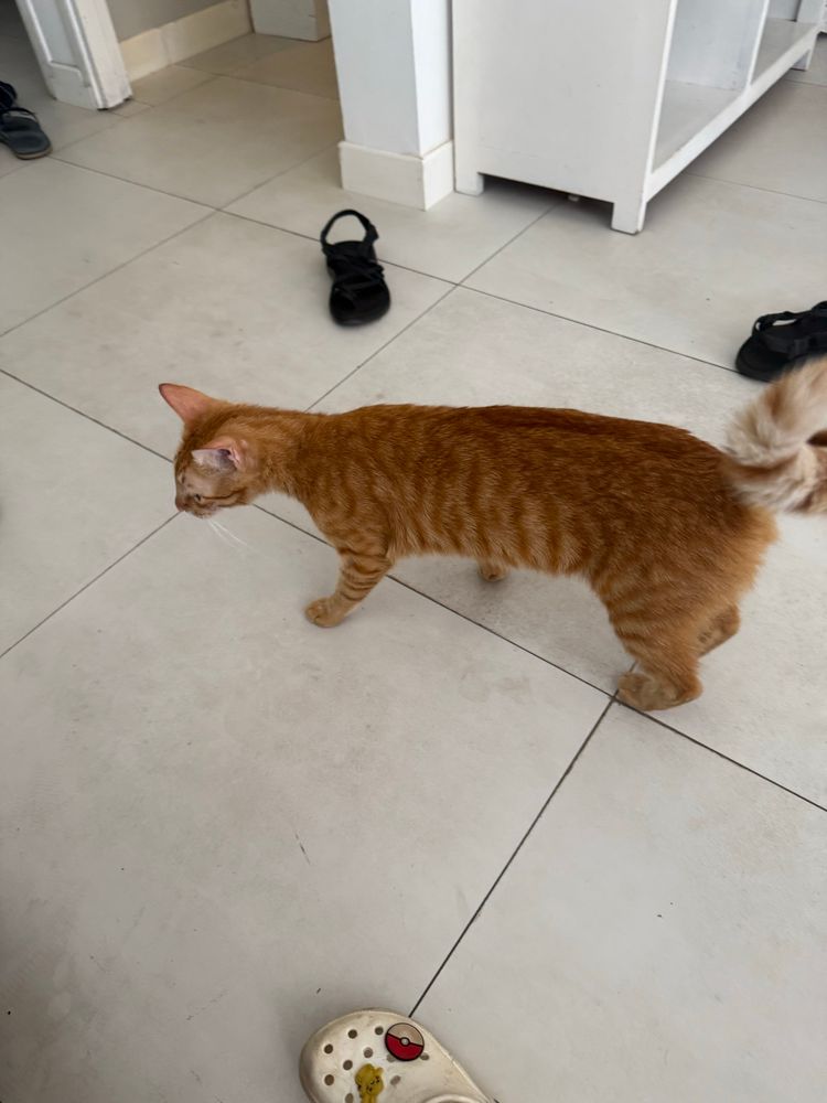 A small, maybe adolescent sized, orange cat on a white tiled floor. There are shoes strewn about.