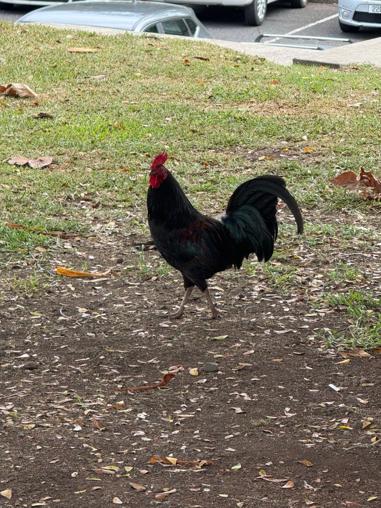 A roster that is almost entirely black, with a bit of green highlights on his belly and tail. The background is some grass near the university parking lot.
