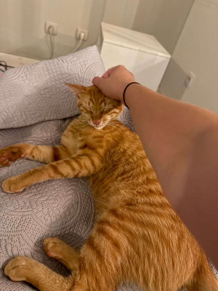 A striped orange cat is laying on a couch, absolutely luxuriating in the pets he is receiving from a white person (me) holding the camera.