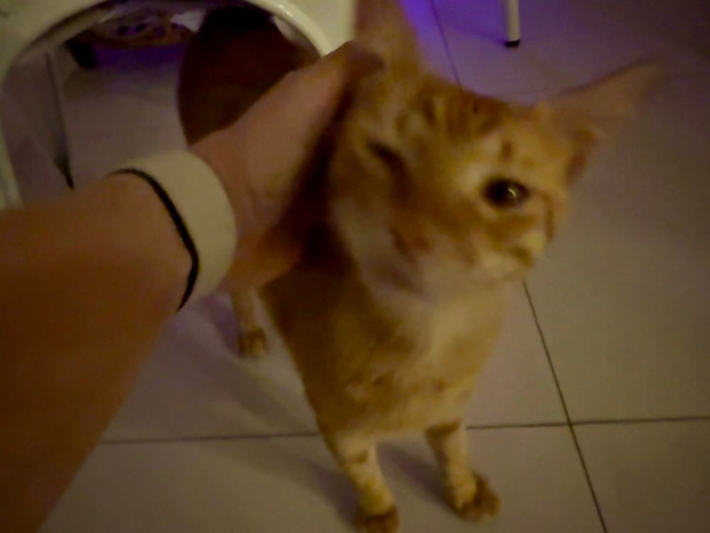 A white person’s hand (mine) scratches an adolescent orange cat. The cat is facing the camera.