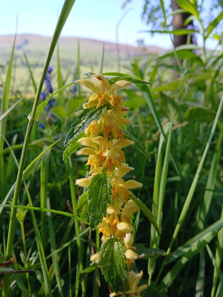 Photograph of the yellow archangel plant. 