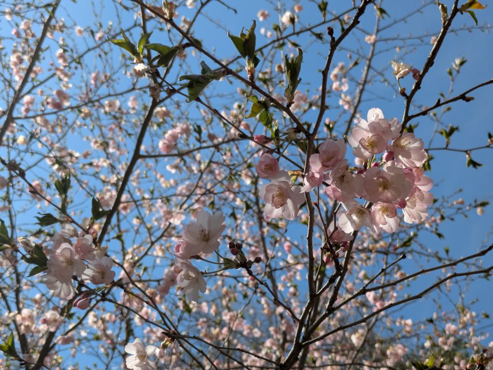 some of the cherry tree branches