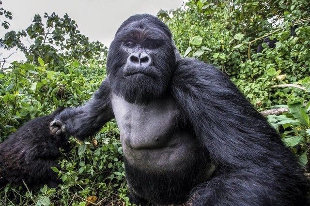 a pov shot of a full grown gorilla about to knock your lights out