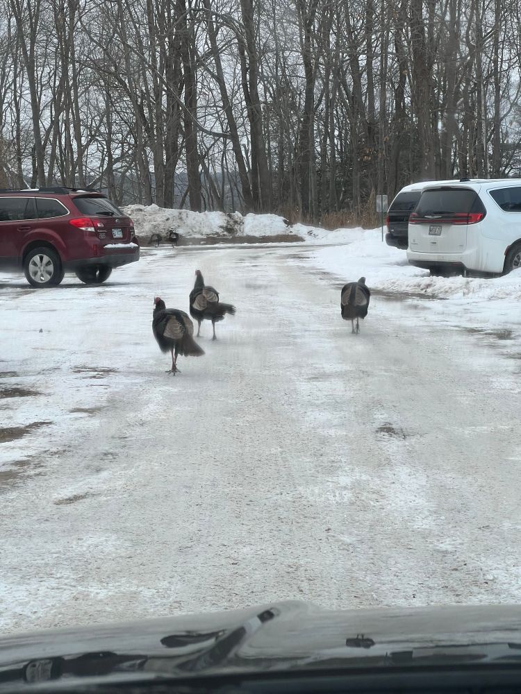 Three large turkeys walk through a snowy parking lot preventing cars from leaving