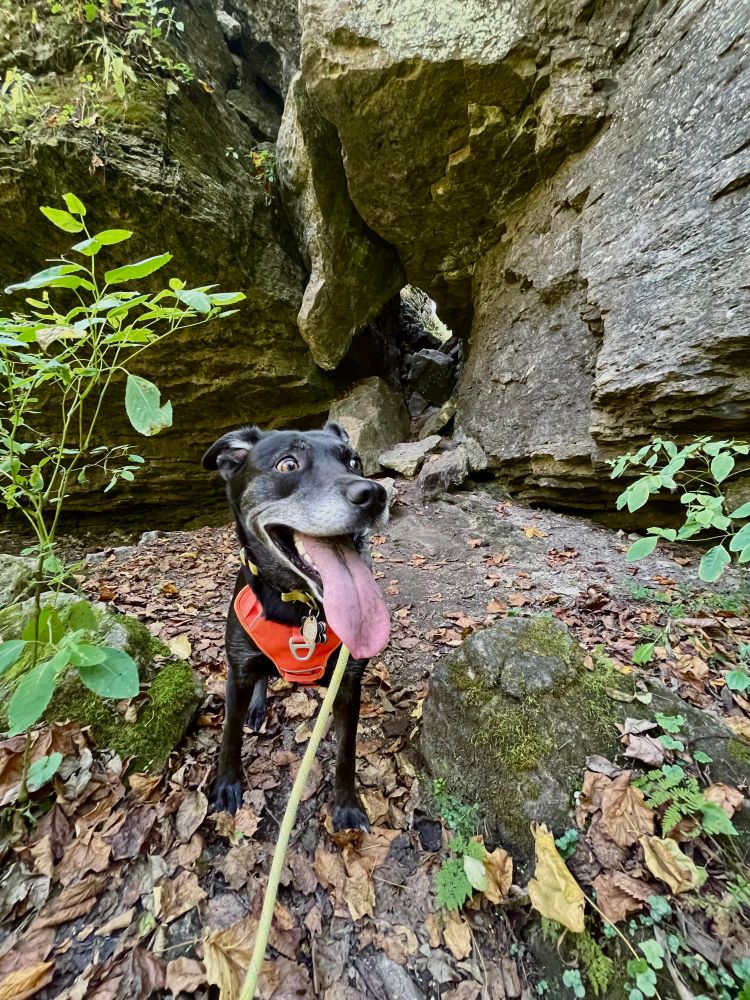 a black lab with a big pink tongue wearing an orange vest in front of cool rocks