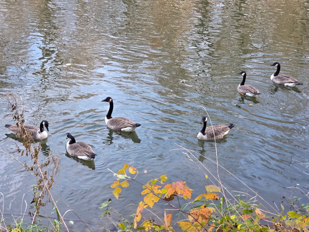 Gänse auf einem Fluss
