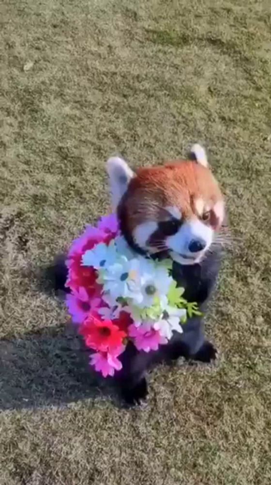 a red panda is holding a bouquet of flowers